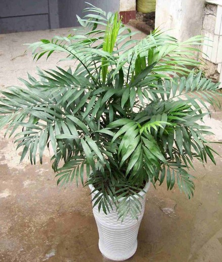 Trachycarpus fortunei seed